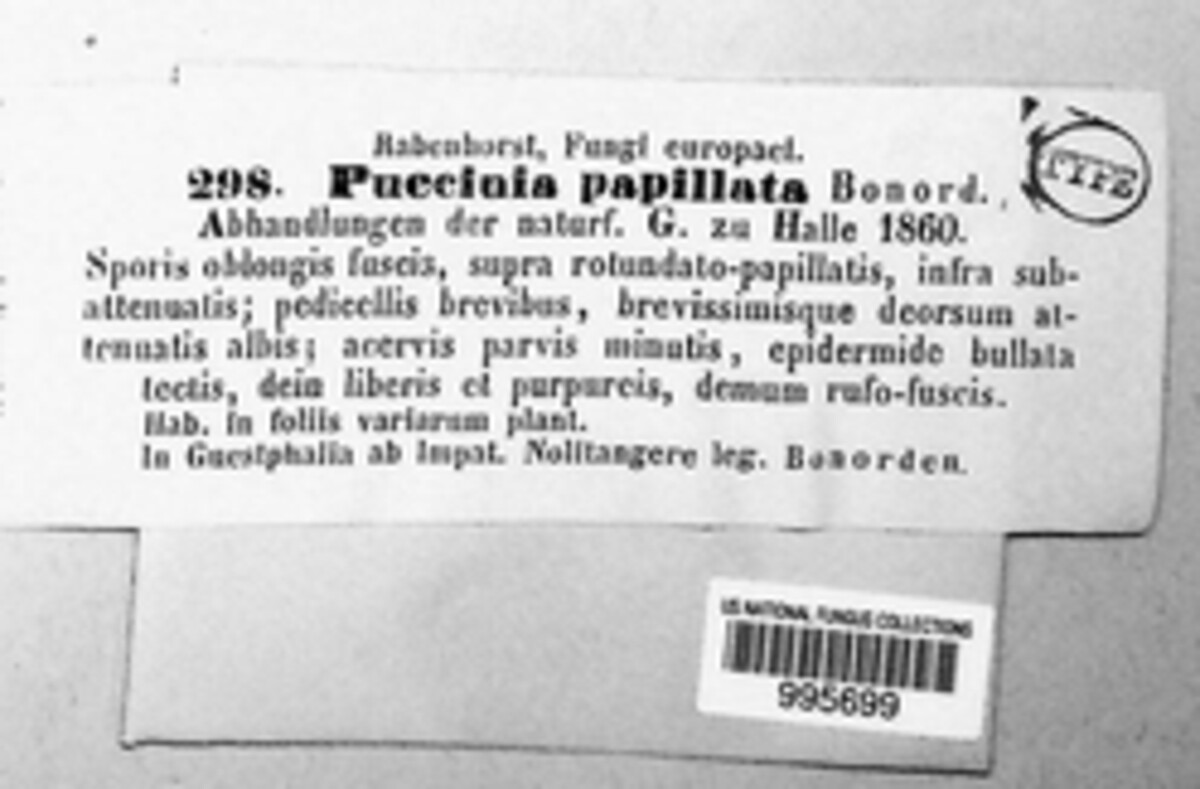 Puccinia papillata image